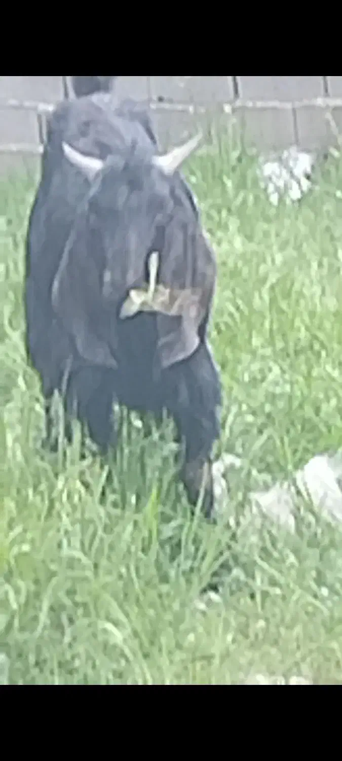 بزغاله نر عالی خارجی|حیوانات مزرعه|فشم, |دیوار