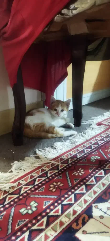 واگذاری بچه گربه|گربه|شیراز, جانبازان|دیوار