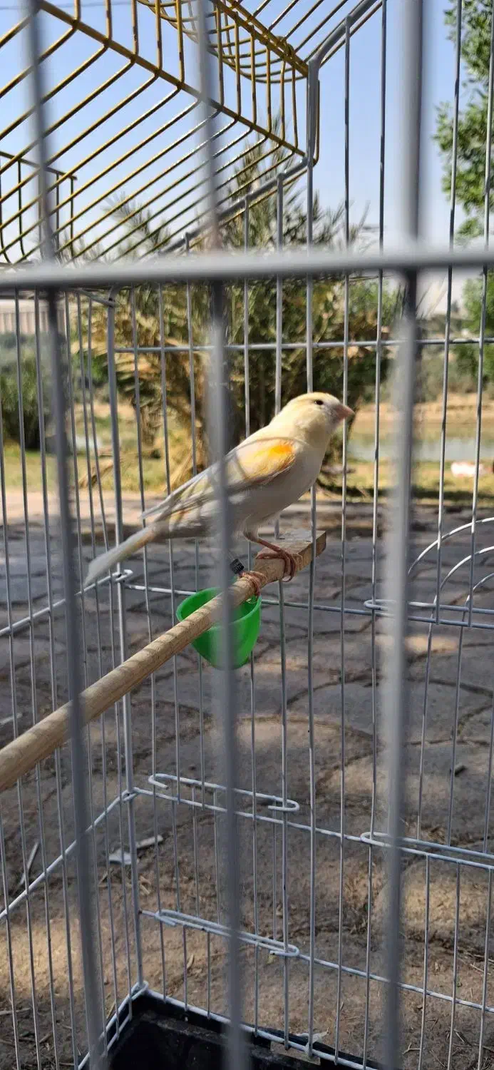 قناری موزاییکی|پرنده|اهواز, کیانشهر|دیوار