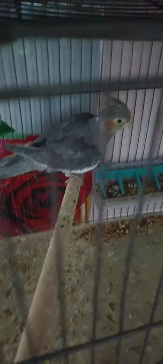 جرسقان|پرنده|شیراز, جرسقان|دیوار