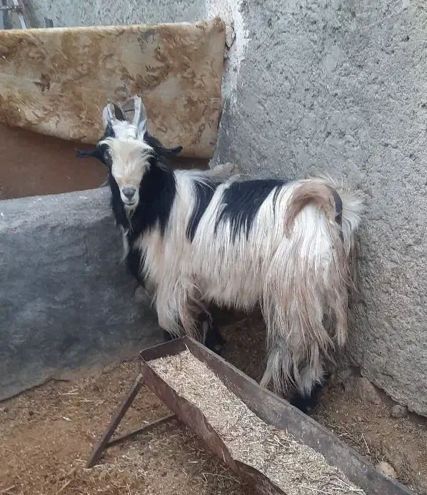 چپش دوبر بزغاله|حیوانات مزرعه|باغ بهادران, |دیوار