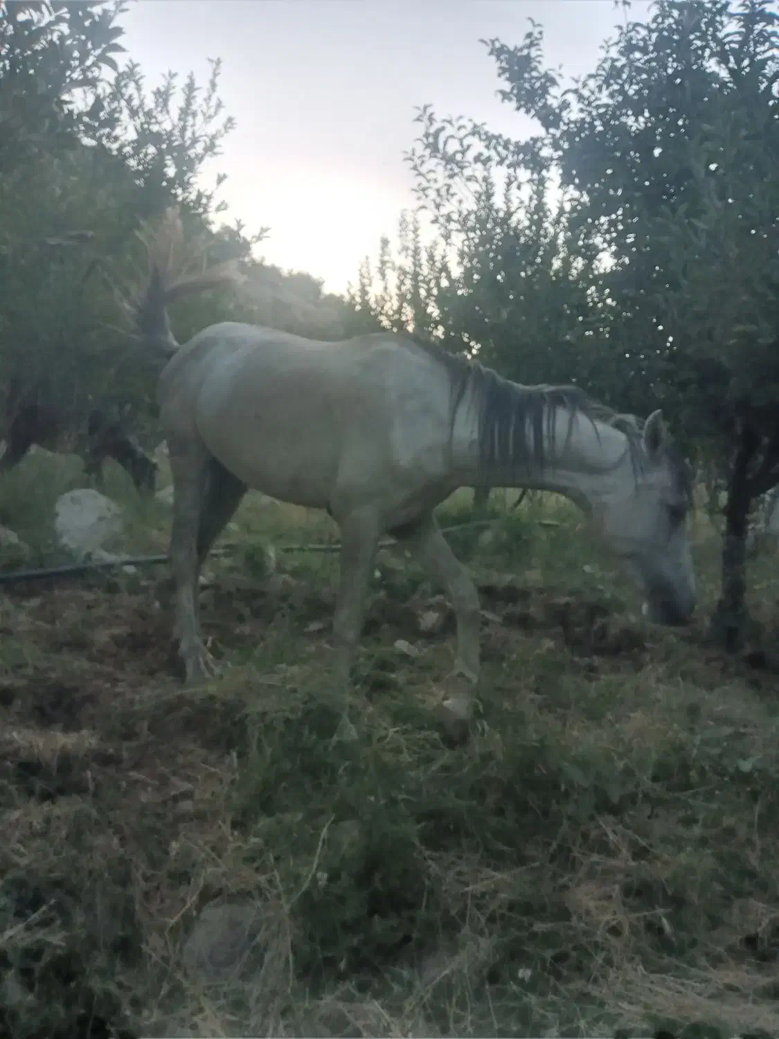 سلام اسب کم شد|حیوانات|لوداب, |دیوار