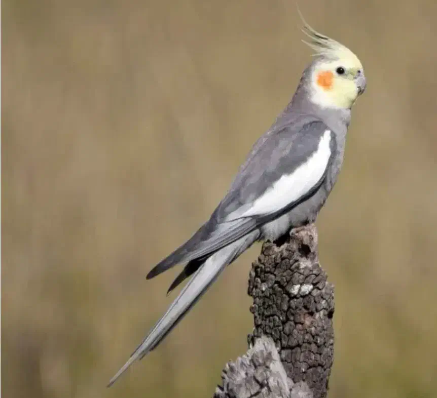 عروس هلندی گمشده|پرنده|قم, محمد آباد|دیوار