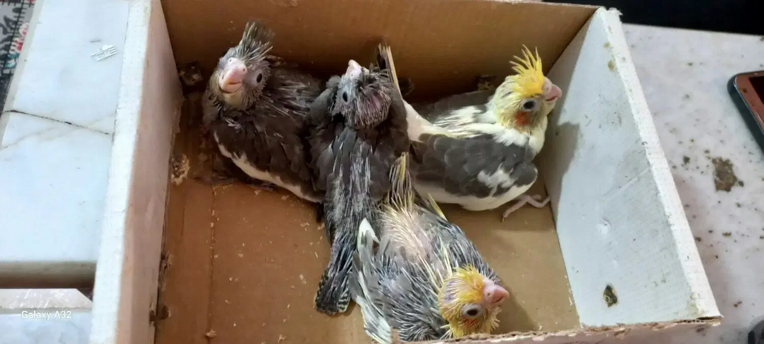 جوجه عروس سرلاکی|پرنده|آران و بیدگل, |دیوار