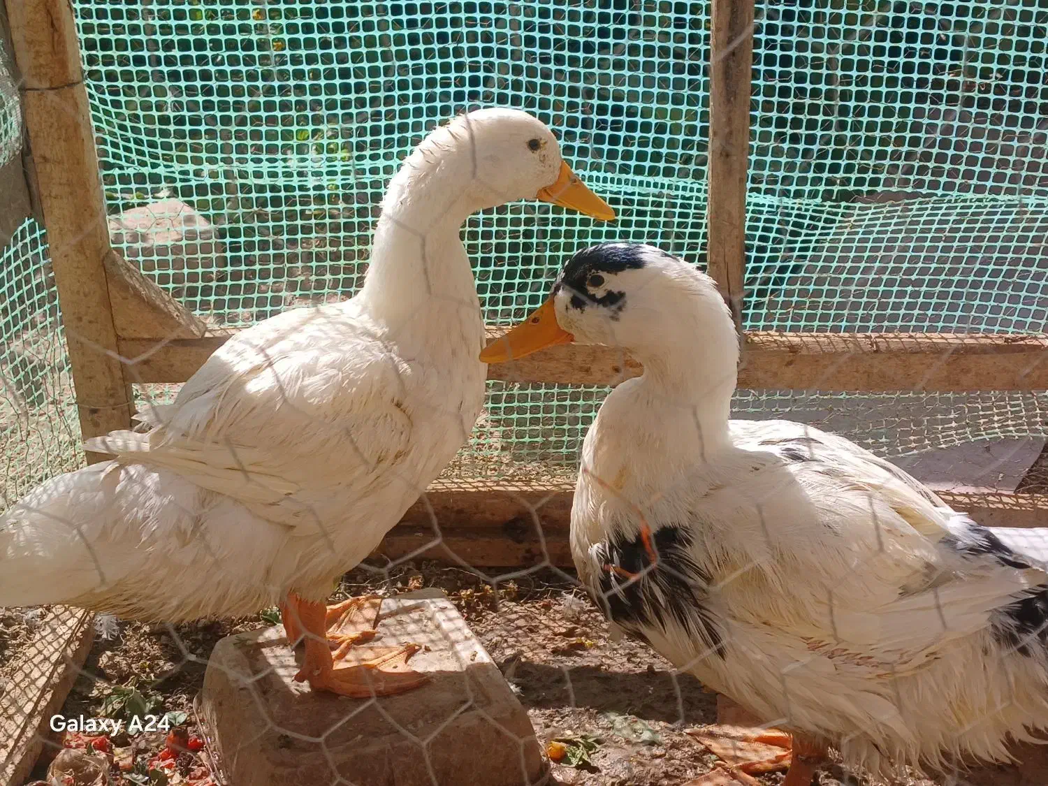 جوجه اردک|حیوانات مزرعه|زاوه, |دیوار