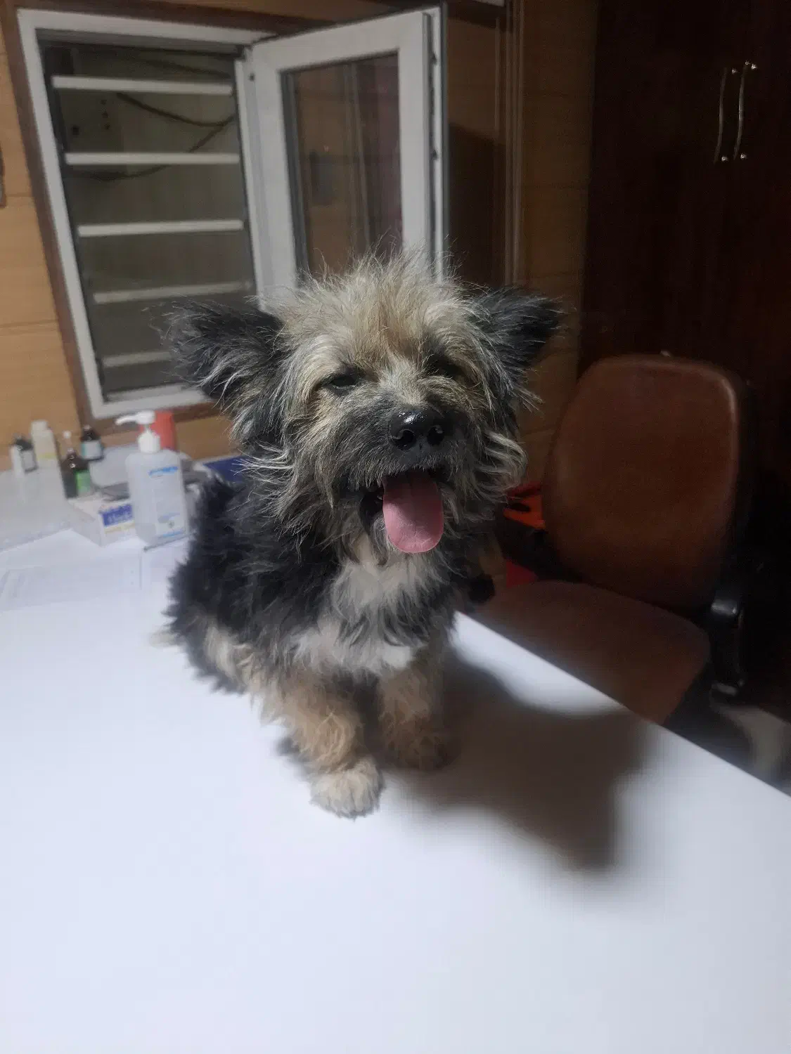 این سگ پیدا شده|حیوانات|شیراز, جانبازان|دیوار