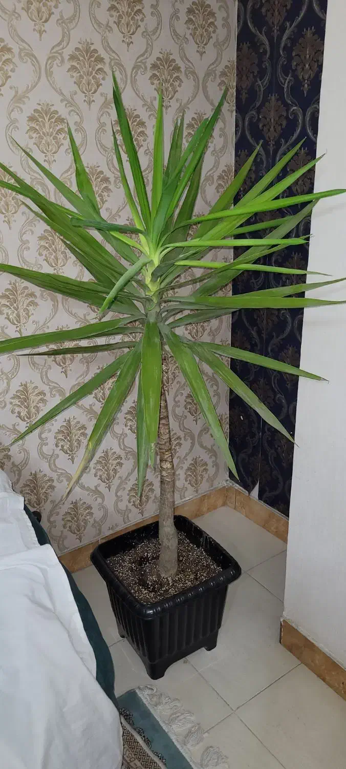 گیاه یوکا|گل و گیاه طبیعی|کرج, کمال‌شهر|دیوار