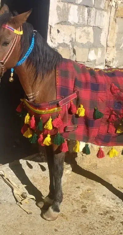 جل کردی اسب|اسب و تجهیزات اسب‌سواری|سنندج, |دیوار