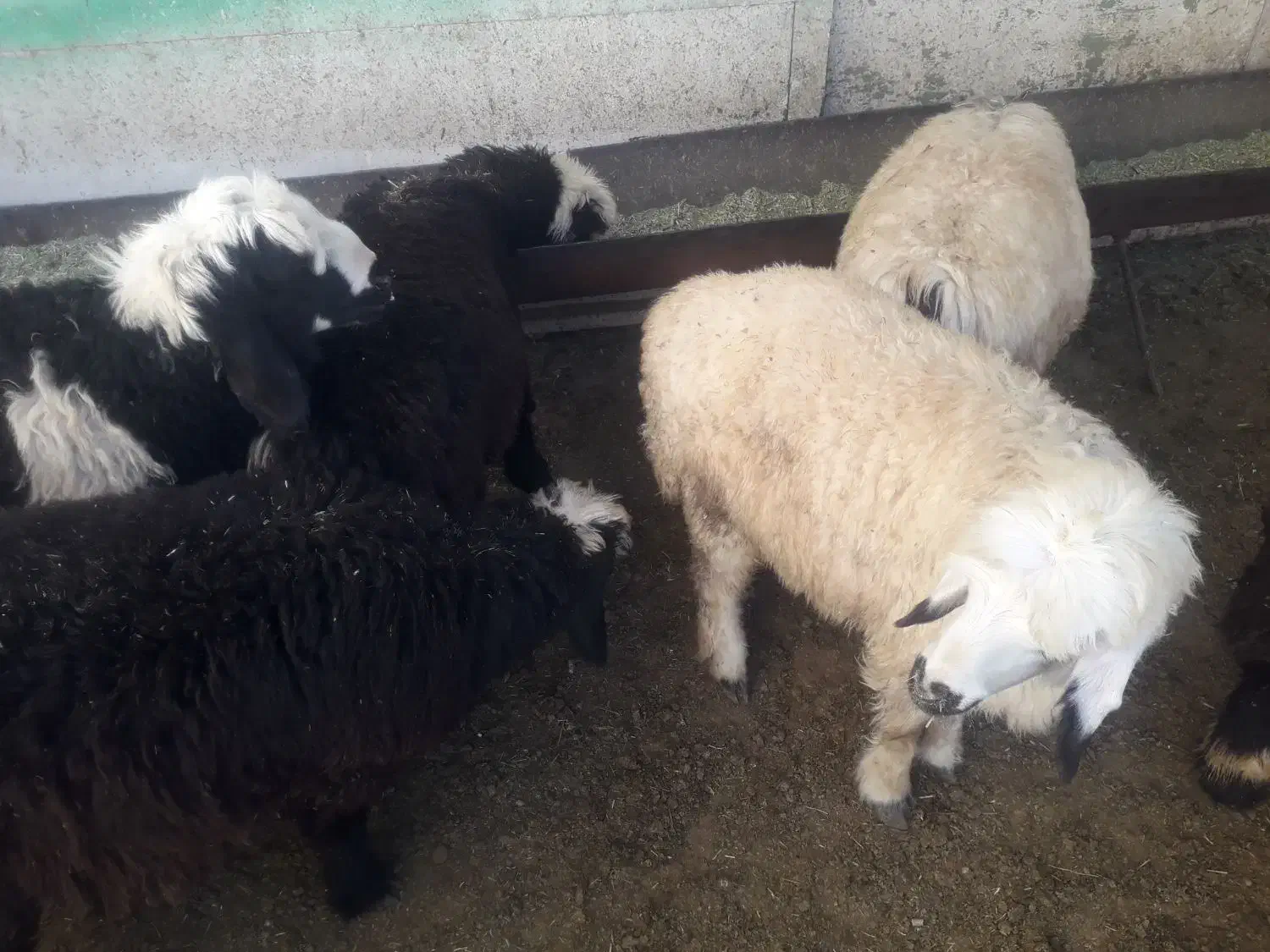 بره شیری تقریبا۴۰کیلو|حیوانات مزرعه|صمصامی, |دیوار