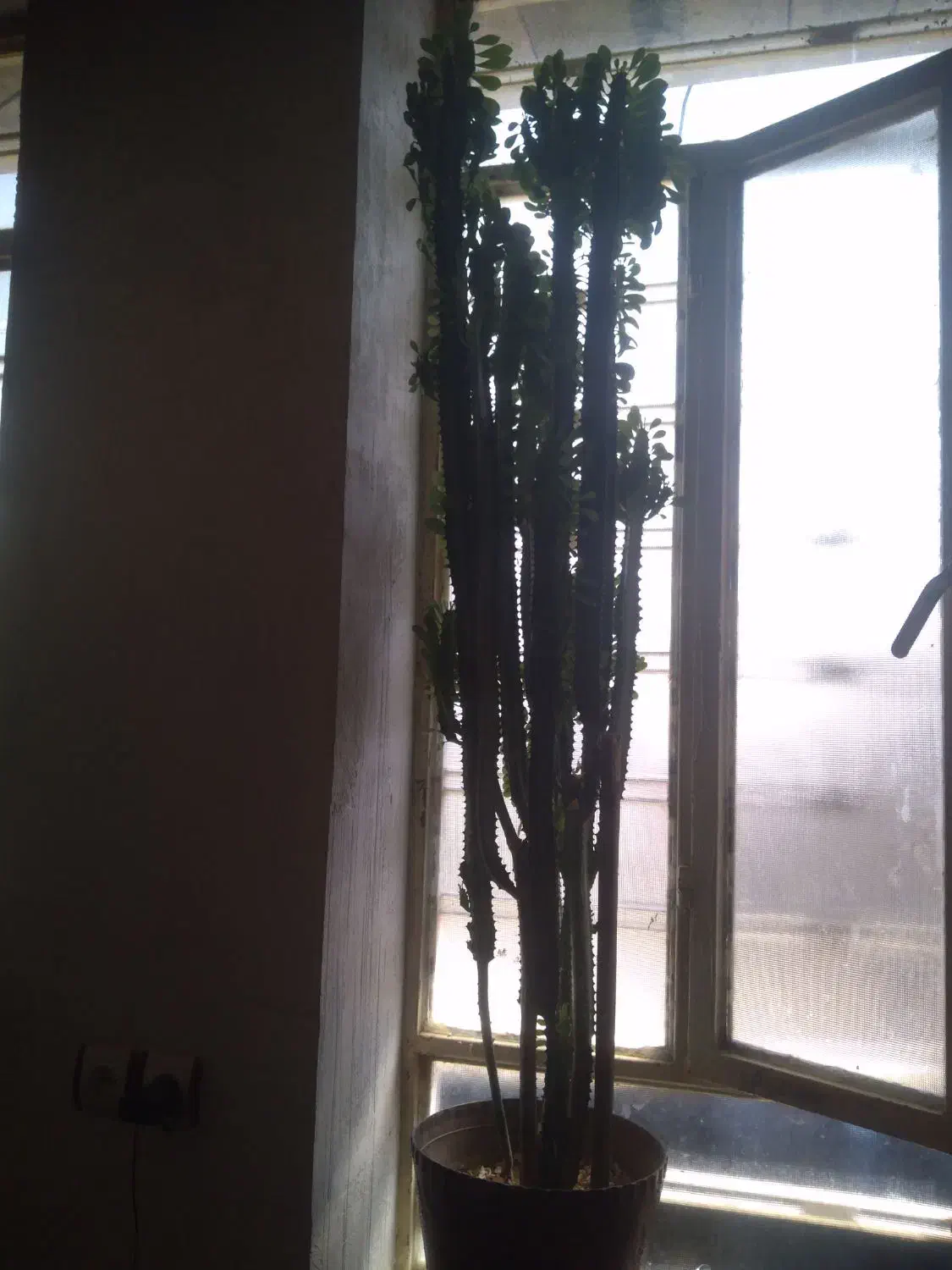 گل تخفیف هم داره|گل مصنوعی|یاسوج, |دیوار