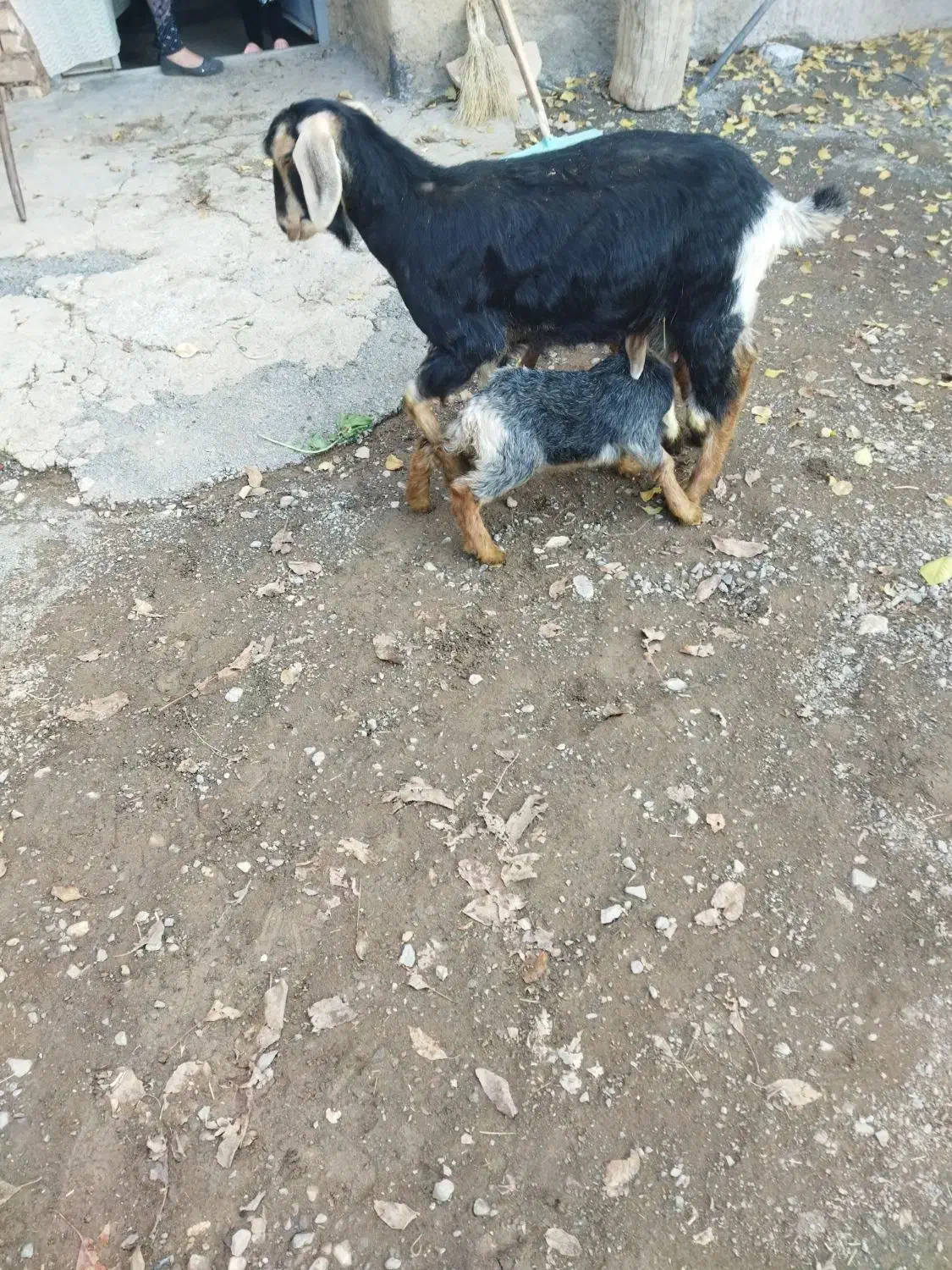 بز جوان|حیوانات مزرعه|بلبان آباد, |دیوار