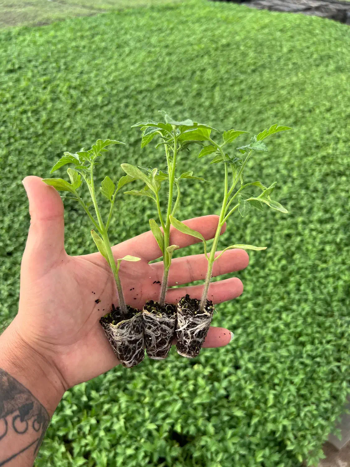 نشا|عمدهفروشی|زابل, |دیوار