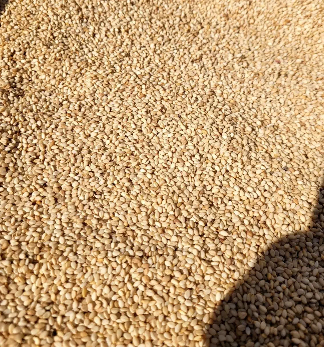 کنجد محلی|خوردنی و آشامیدنی|بهشهر, |دیوار