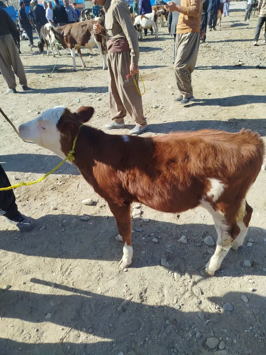 گوساله لاغرفروشی|حیوانات مزرعه|اراک, |دیوار