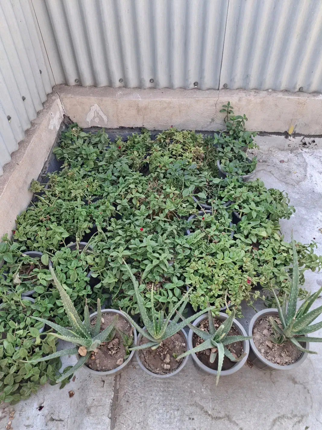 گل و گیاه|گل و گیاه طبیعی|محمدیه-قزوین, |دیوار