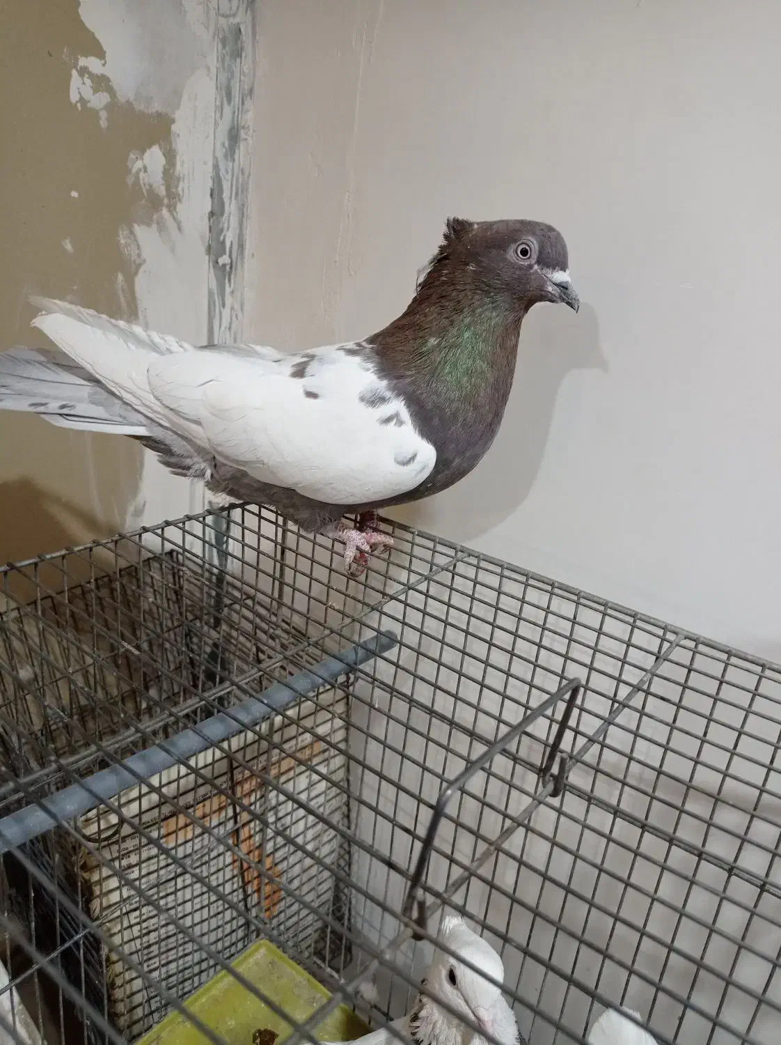 کبوتر طوقی سینه ای یاهو رنگی|پرنده|قم, علی آباد سعدگان|دیوار