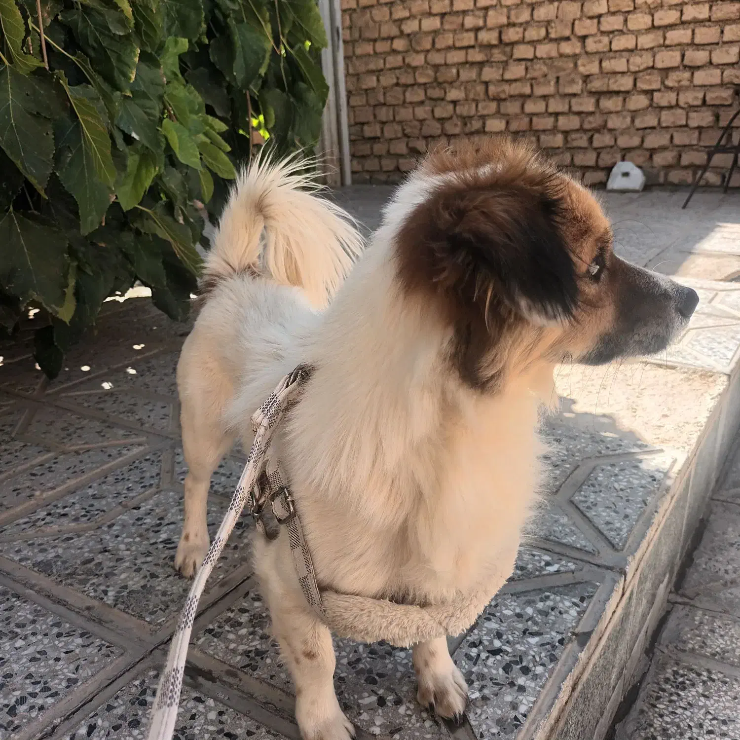 سگ نر|سگ|مبارکه, |دیوار