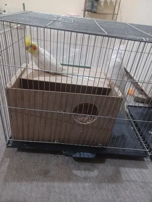 عروس هلندی|پرنده|شیراز, شهرک مهدیه|دیوار