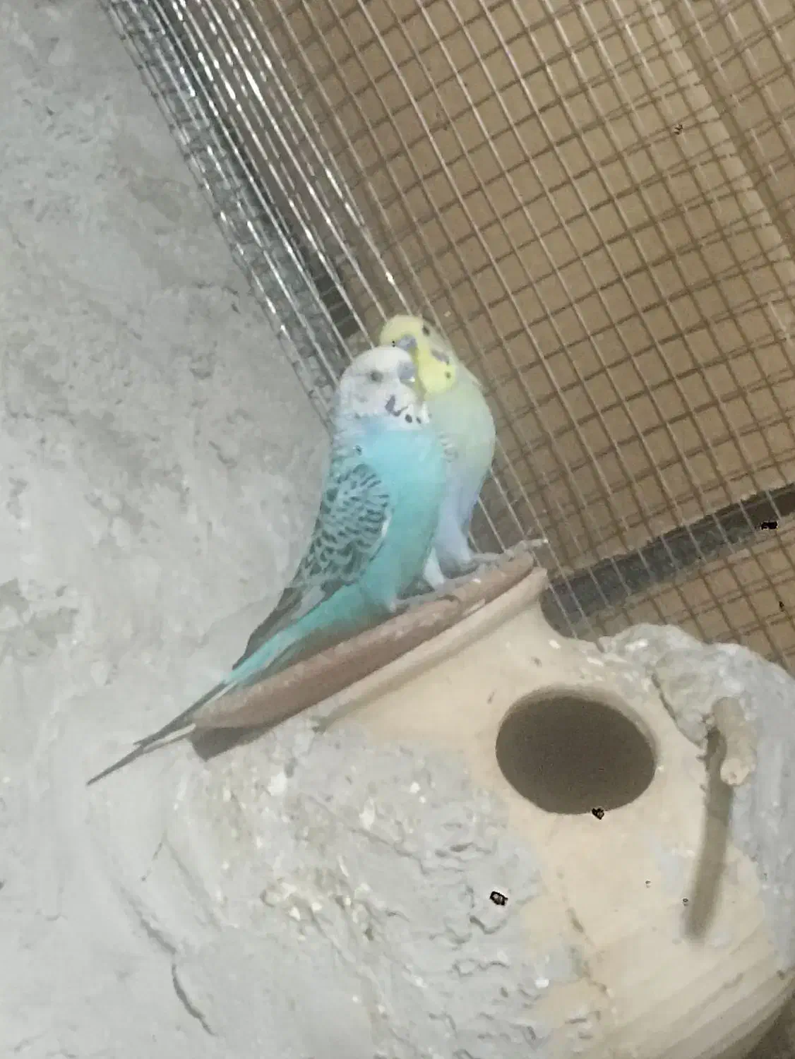 مرغ...|پرنده|سراوان, |دیوار