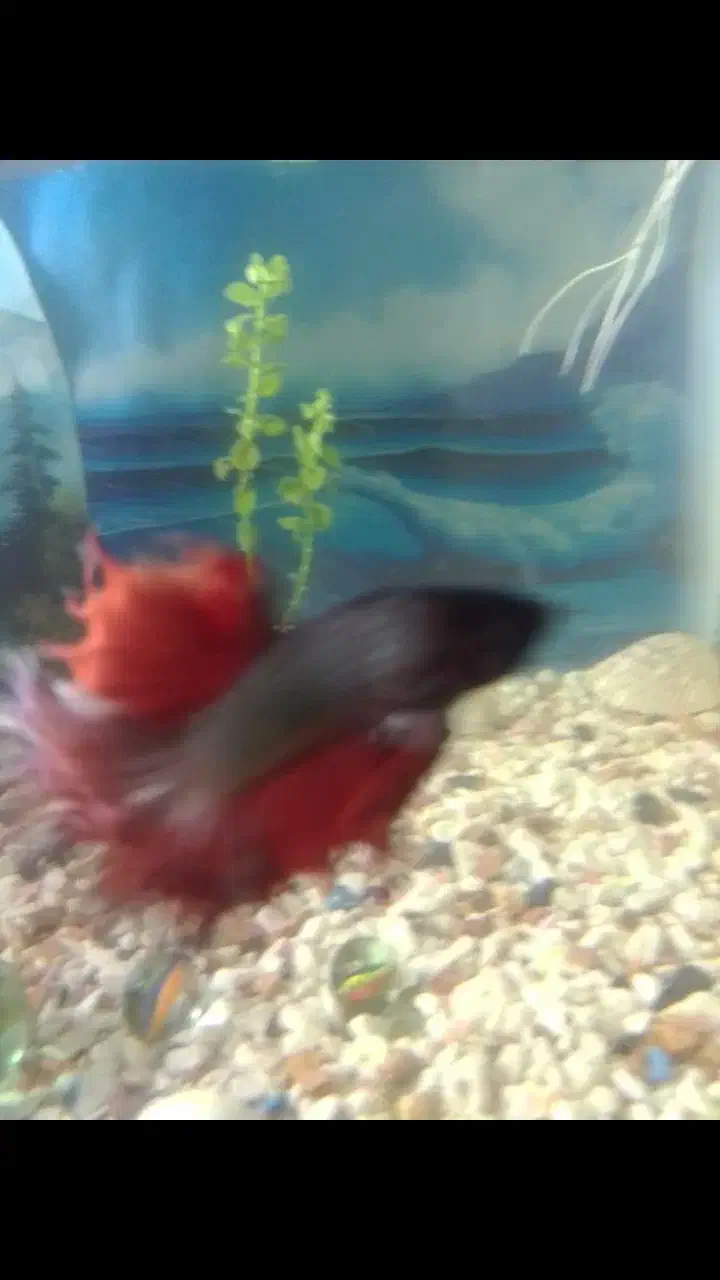 فایتر ماهی نر|ماهی|چابهار, |دیوار