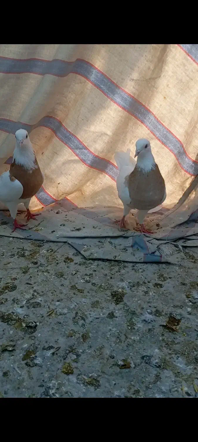 طوق زرد|پرنده|دره شهر, |دیوار