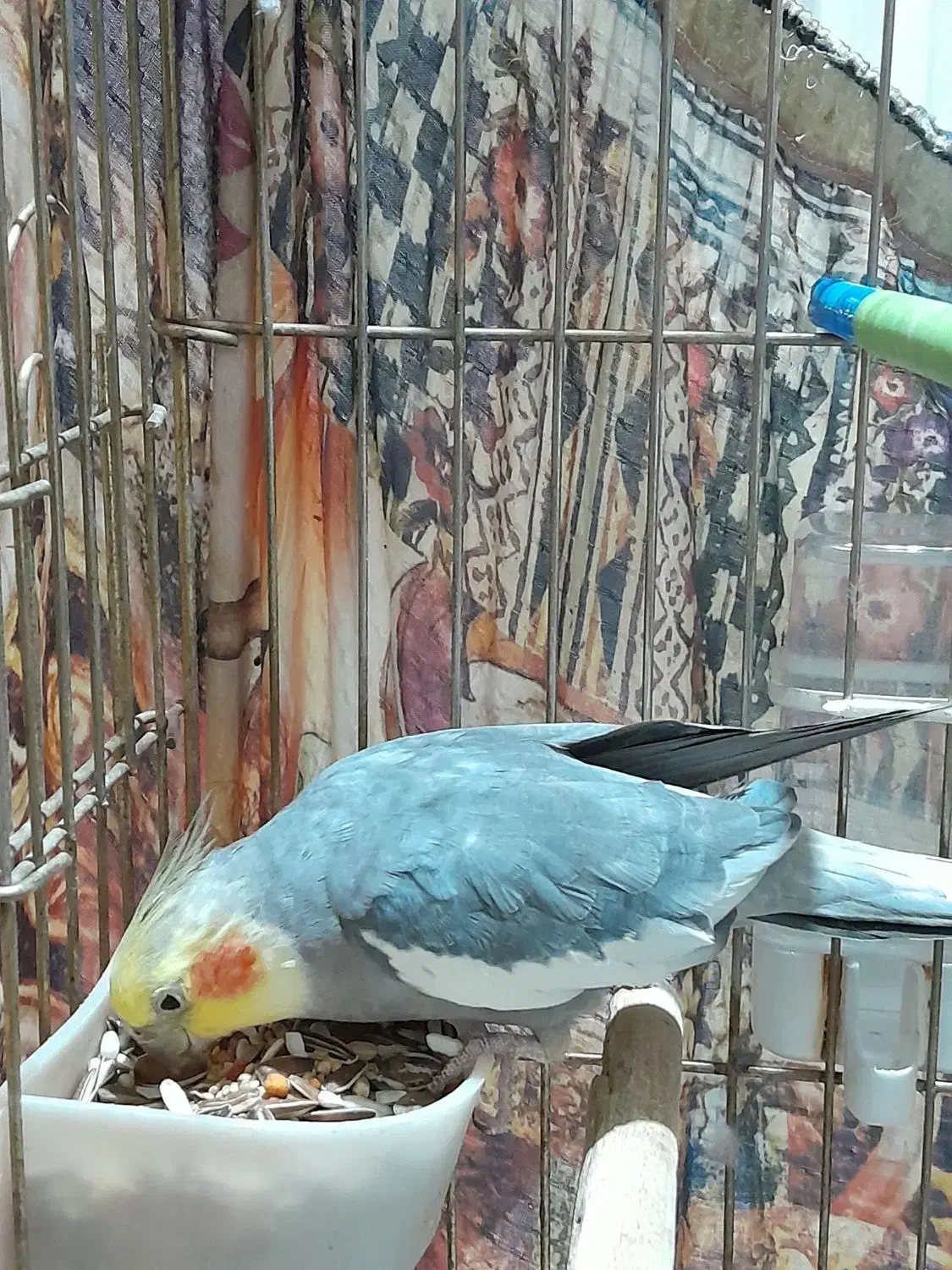 عروس هلندی نر|پرنده|محمدشهر, شهرک پیام (مهرالبرز)|دیوار