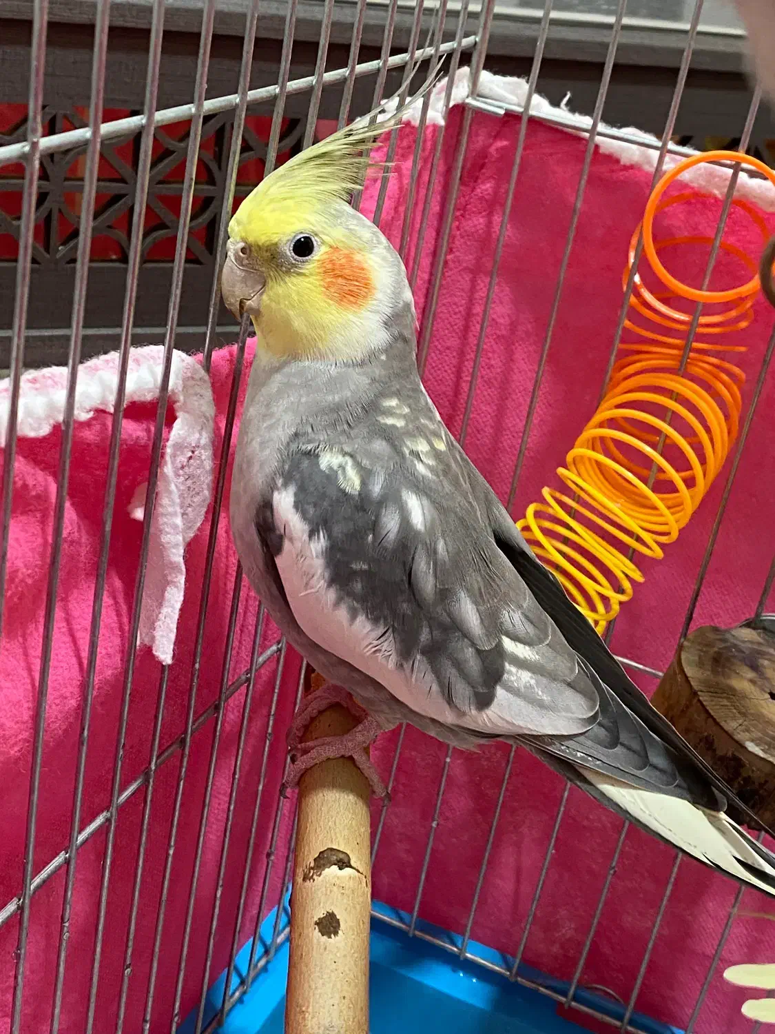 عروس هلندی|پرنده|ری, دیلمان|دیوار