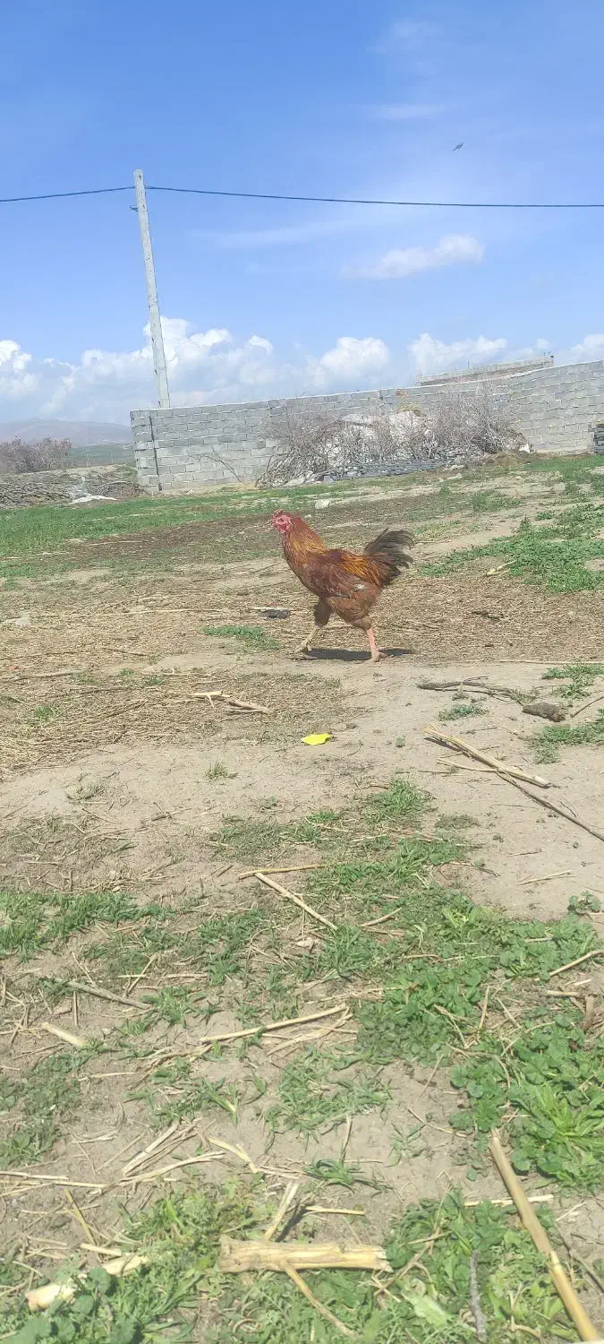 خروس|حیوانات مزرعه|بناب, |دیوار