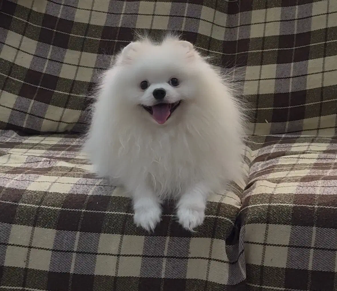 پامر بالغ (خرسی،عروسکی و روباهی)|سگ|شیراز, دروازه قران|دیوار