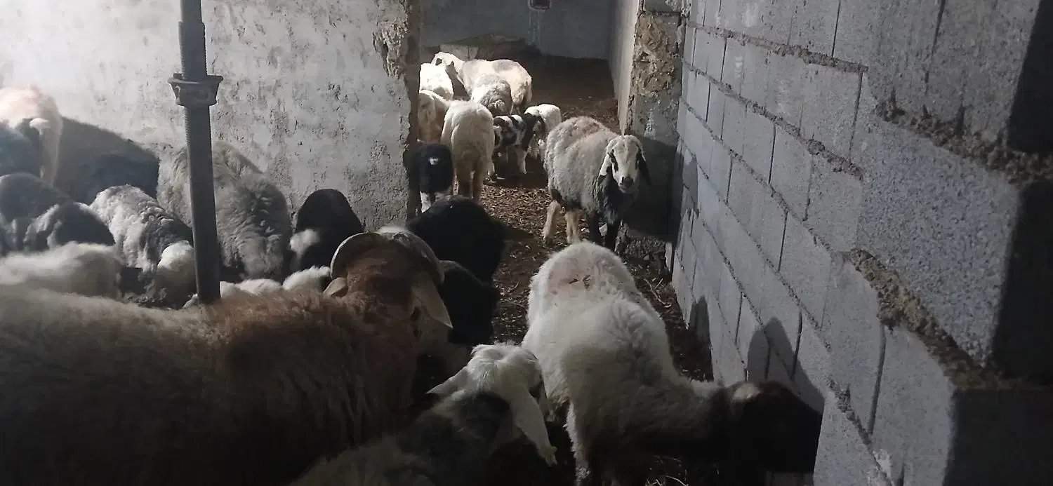 میش بره فروشی|حیوانات مزرعه|مهریز, |دیوار