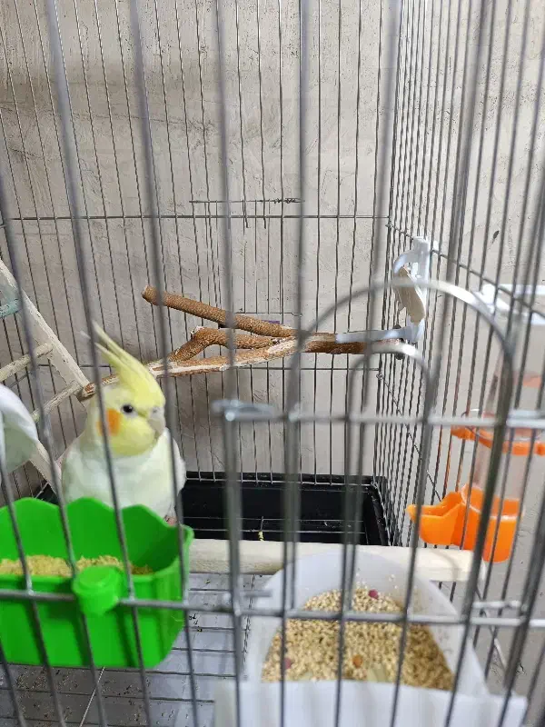 عروس هلندی ماده ۱۳۰۰|پرنده|سقز, |دیوار