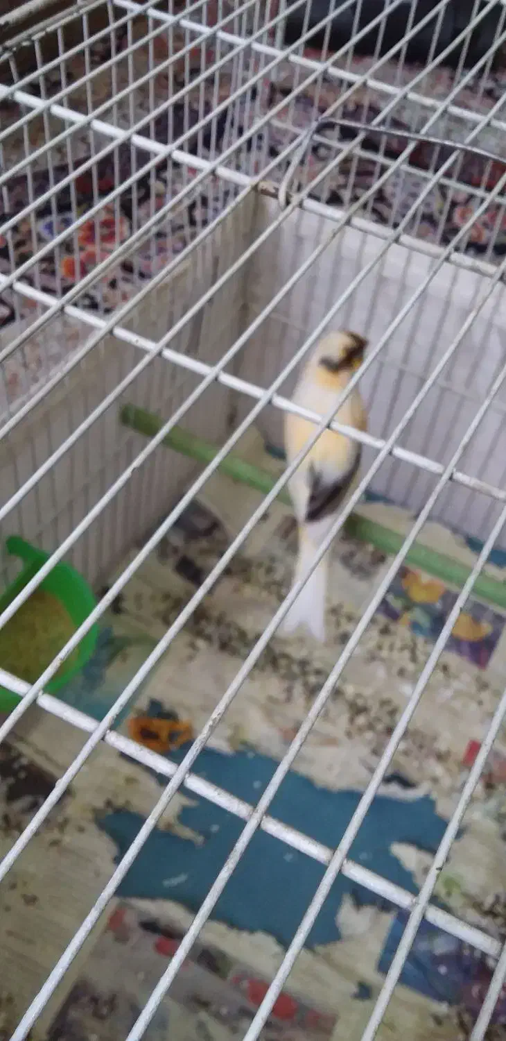 قناری|پرنده|سمنان, |دیوار