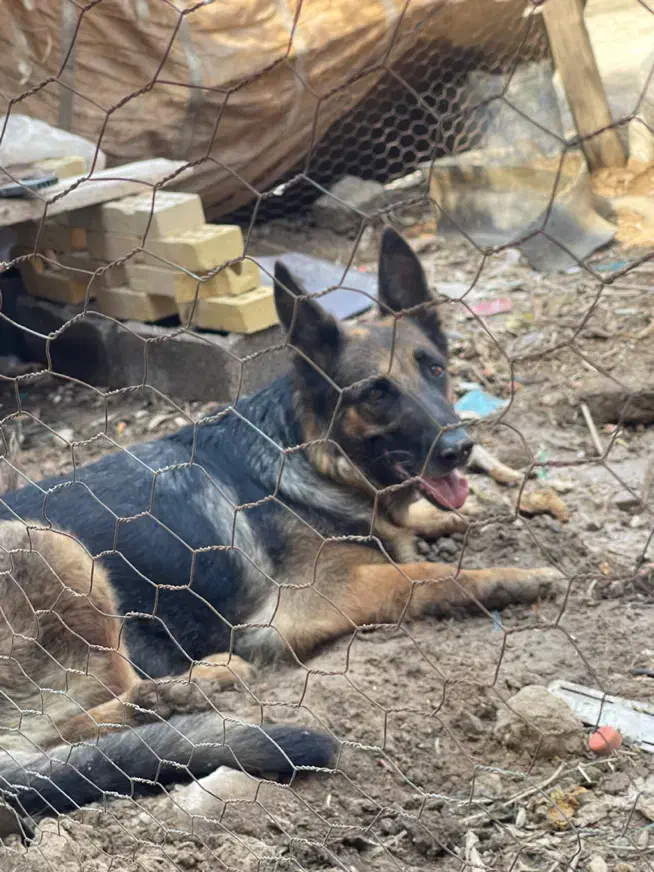 سگ ژرمن|سگ|اهواز, زرگان|دیوار