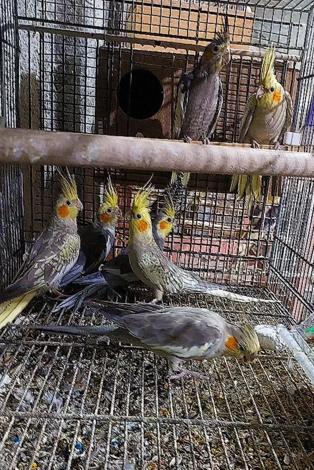 عروس هلندی|پرنده|رامسر, |دیوار