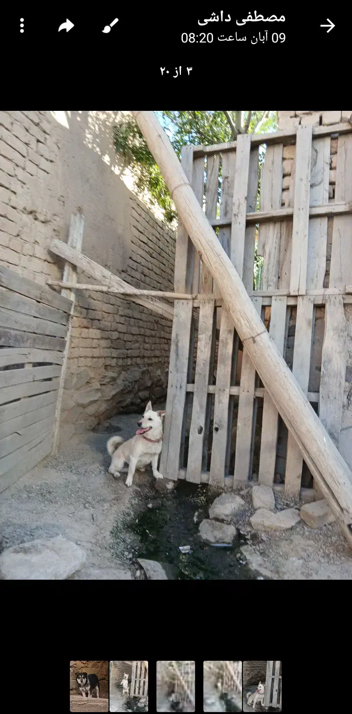 سگ پاکوتاه|سگ|اراک, |دیوار