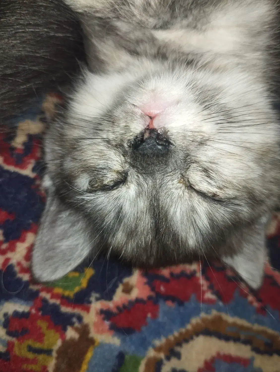 بچه گربه میکس بریتیش (مادر) دی اس اچ زرد تبی پدر|گربه|شیراز, ارم|دیوار