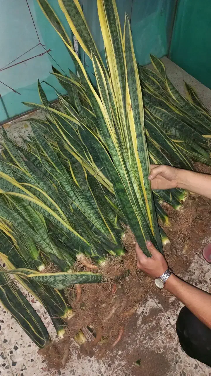 حراجی سانسوریا|گل و گیاه طبیعی|شیروان (خراسان), |دیوار