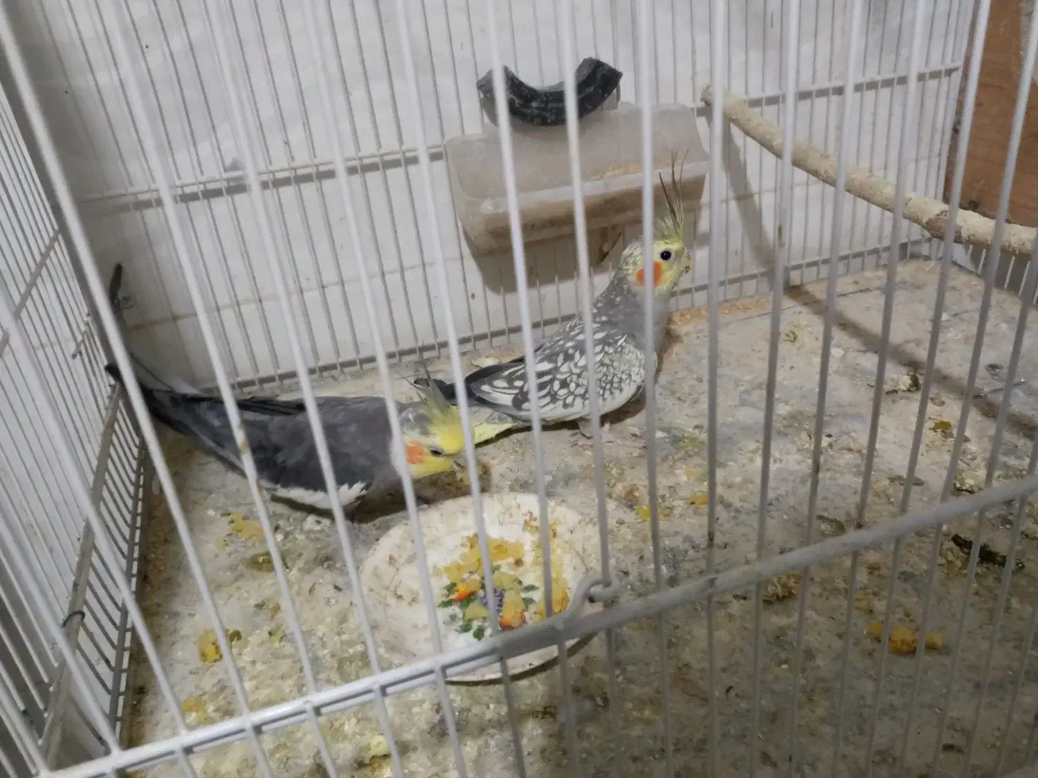 عروس هلندی|پرنده|تربت جام, معدآباد|دیوار