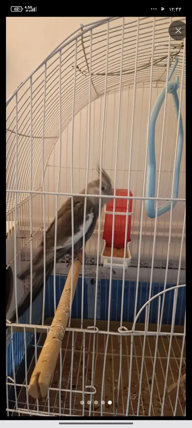 عروس هلندی گمشده|حیوانات|ایرانشهر, |دیوار