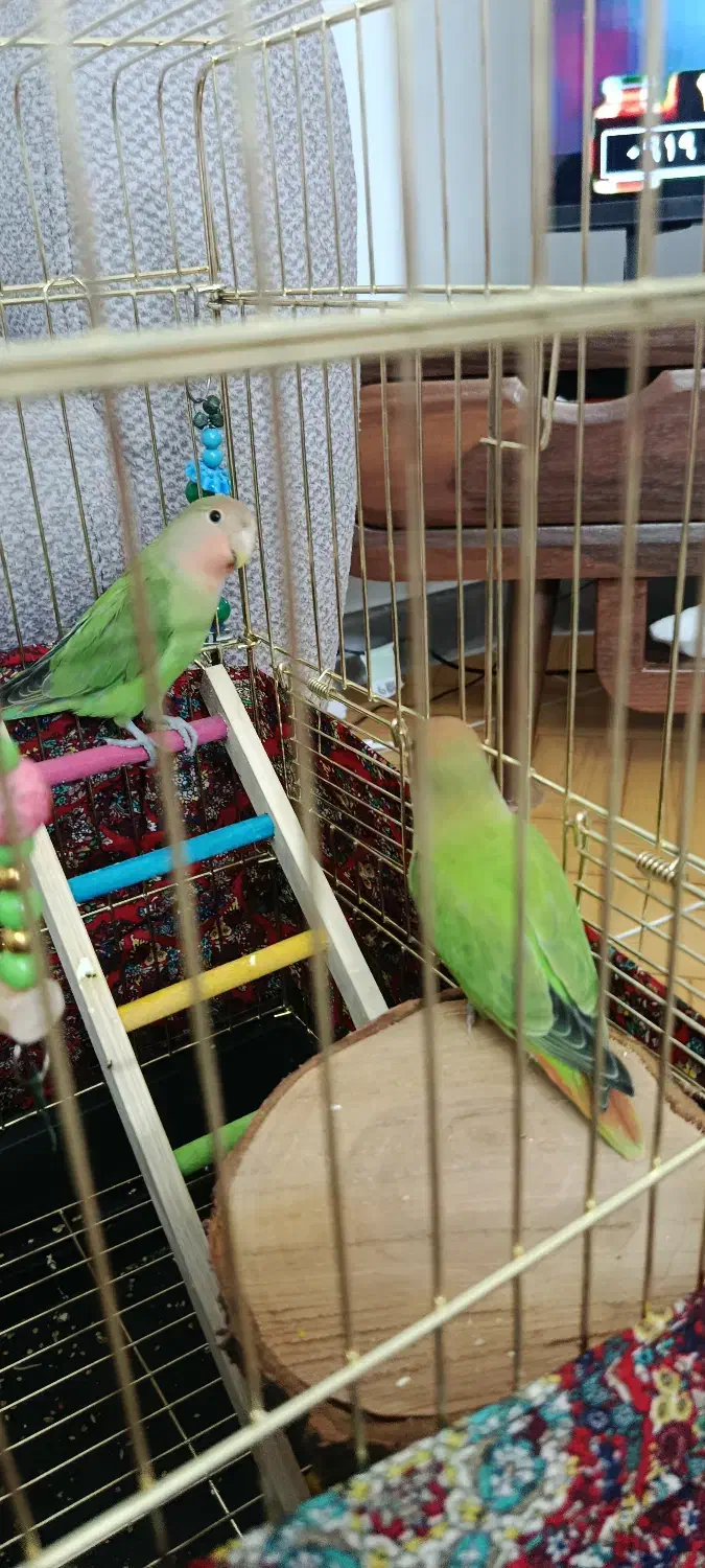 طوطی برزیلی لپ هلویی|پرنده|ملارد, |دیوار