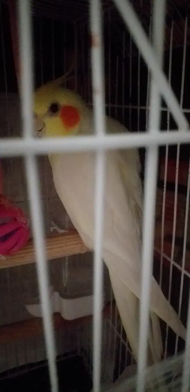 عروس هلندی|حیوانات|اصفهان, امامزاده اسماعیل|دیوار