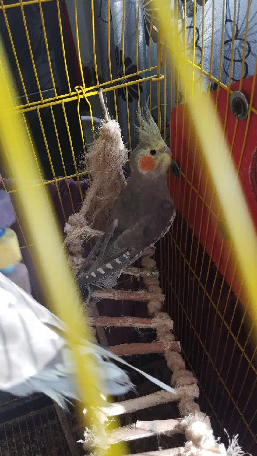 ۳ عدد عروس هلندی|پرنده|نشتارود, |دیوار