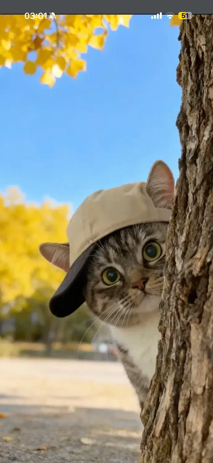 گربه پیدا شده|حیوانات|سنندج, |دیوار