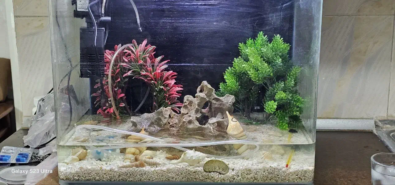 اکواریوم شیشه خم ارتفاع 40 طول 50|ماهی|پرند, فاز ۴|دیوار