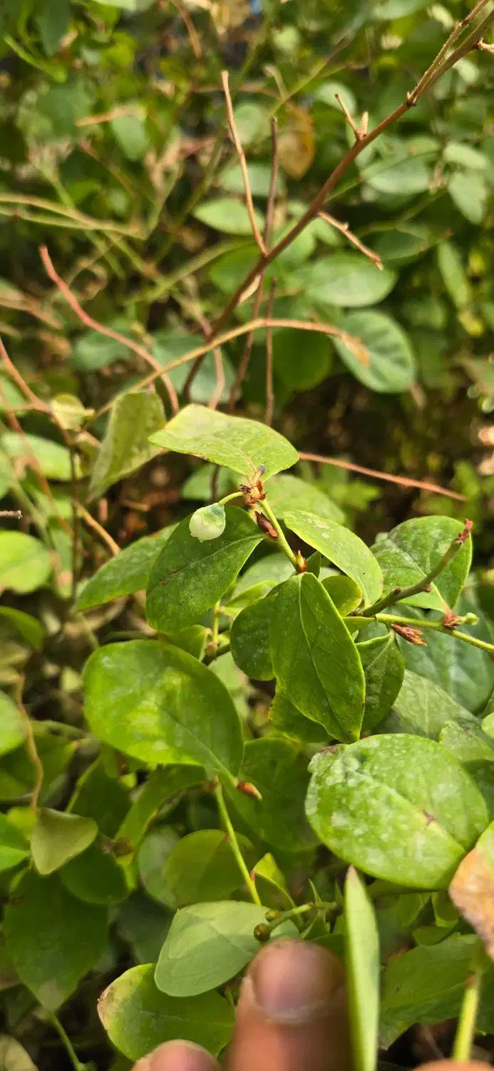 ـ نهـال بلوبری دوک|خدمات باغبانی و درختکاری|آمل, |دیوار
