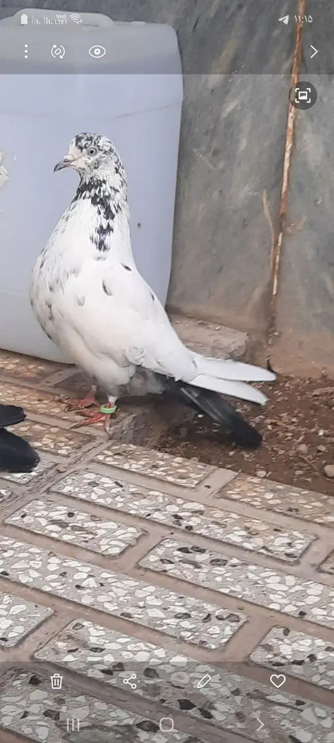 کبوتر|پرنده|شاهرود, |دیوار