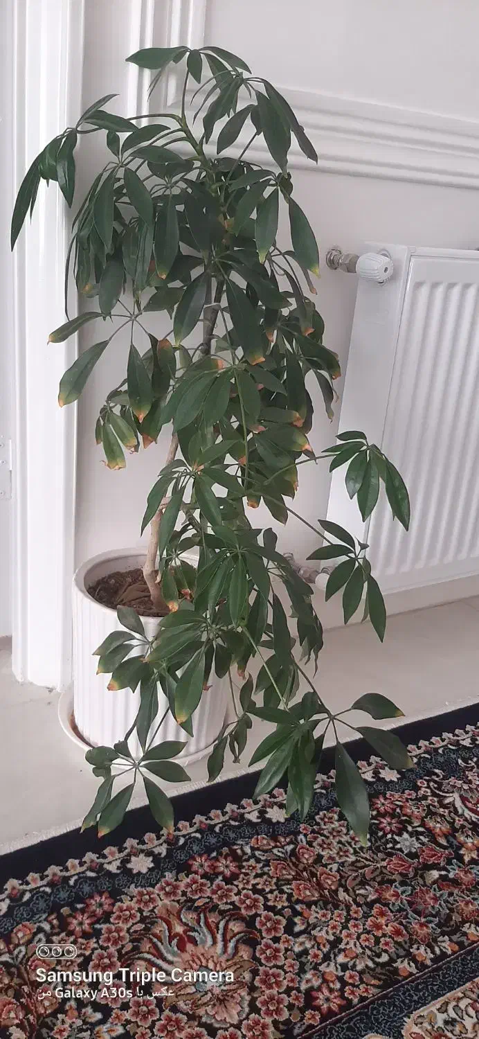 گل با گلدان|گل و گیاه طبیعی|فردوس (خراسان), |دیوار