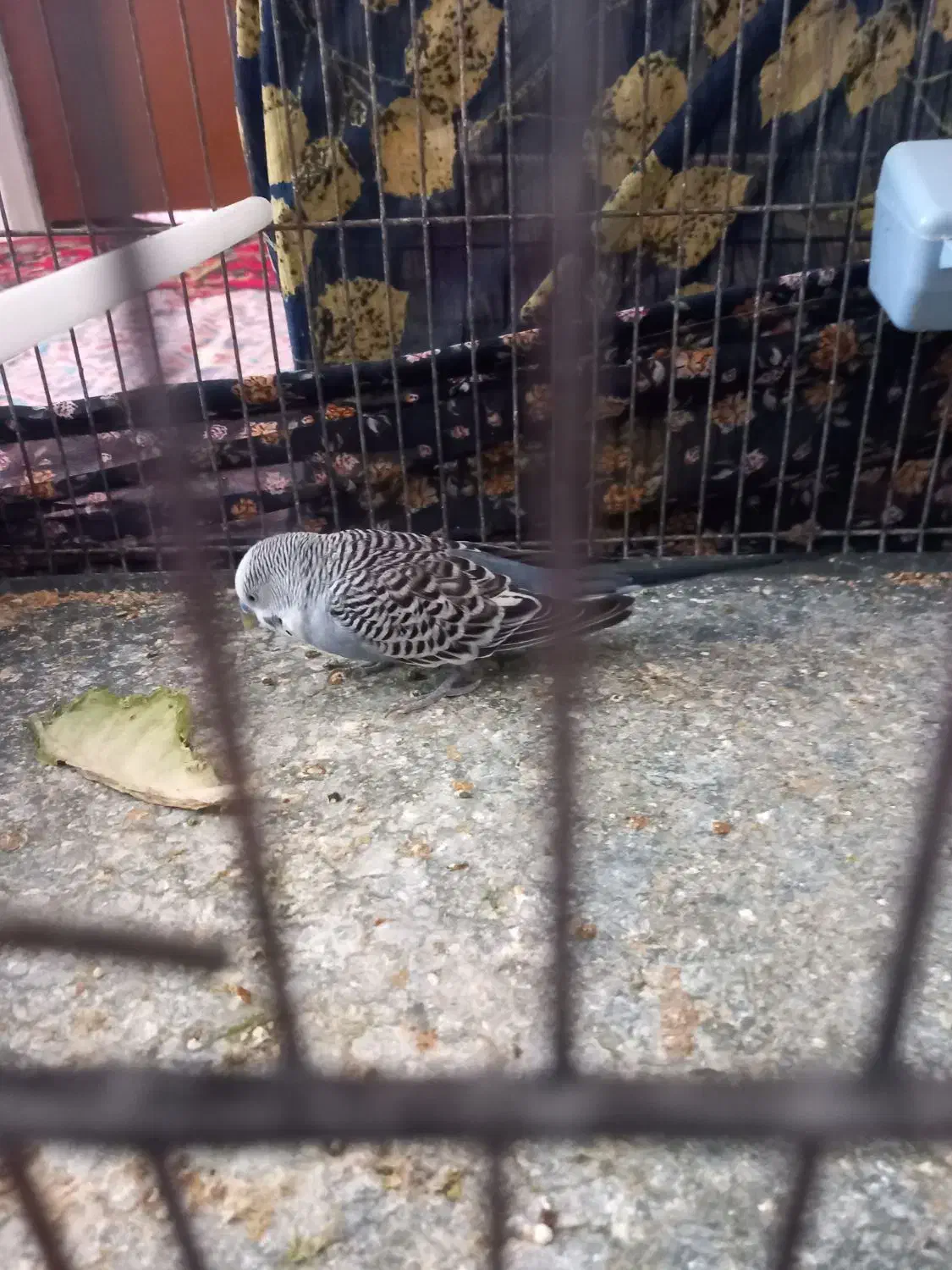 فروش مرغ عشق مولد و انگلیسی|پرنده|تکاب, |دیوار