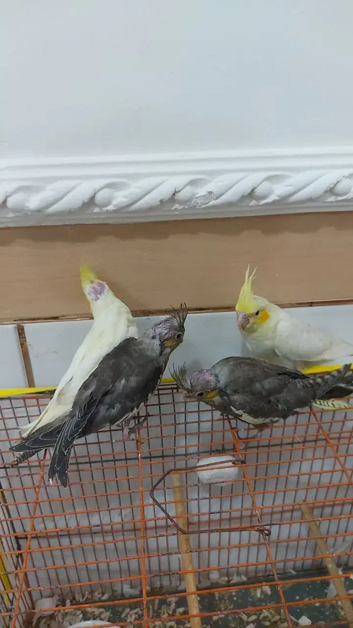 عروس هلندی|پرنده|کرمان, |دیوار