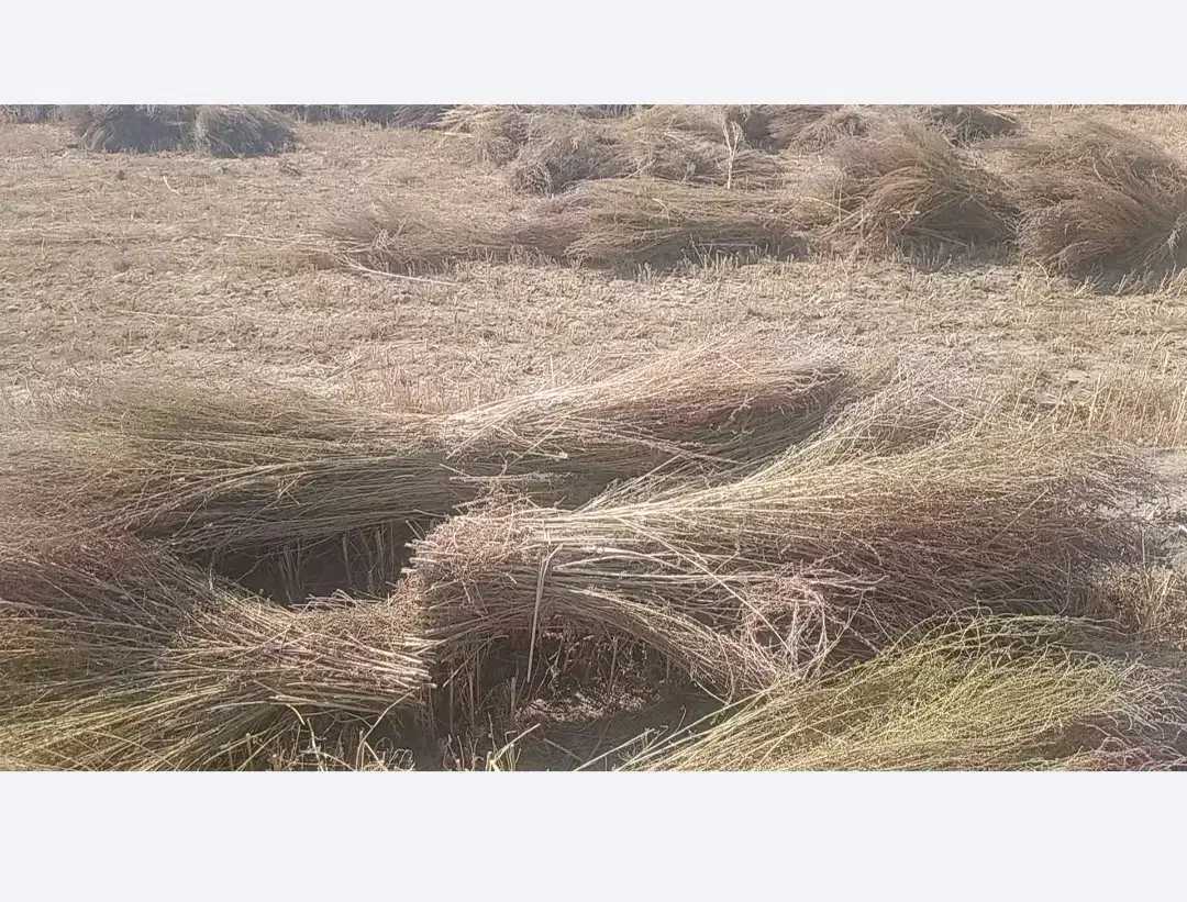 جارو محلی. شهرداری|لوازم نظافت|سبزوار, قصبه شرقی|دیوار